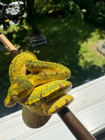 USCBB Sorong Gtp Green Tree Python by JDReptiles