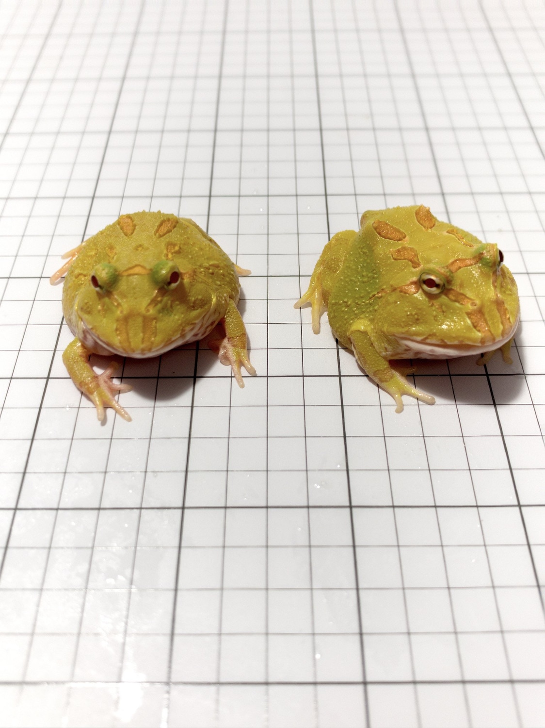 Albino Pacman (Mutant Gene) Horned Frog by JamJam Exotic - MorphMarket