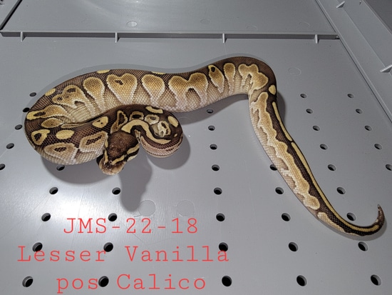 Lesser Vanilla Pos Calico Ball Python by John and Mary's Snakes