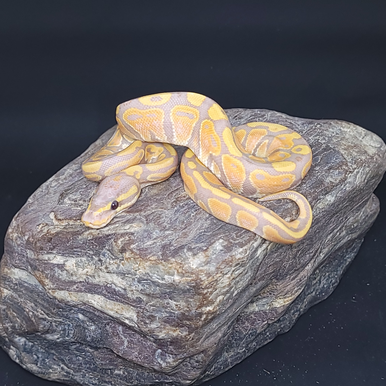 Banana YB/G Ball Python by John and Mary's Snakes MorphMarket