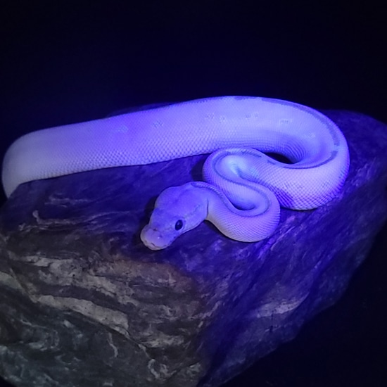 Lesser Phantom Pos YB BEL Ball Python by John and Mary's Snakes