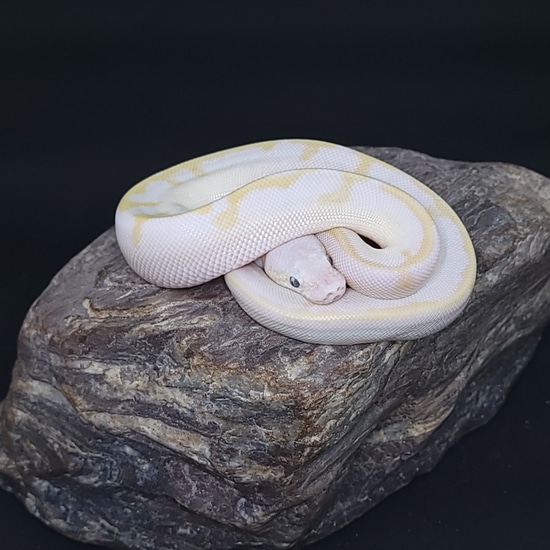 Mimosa Enchi Pastel Leopard Pos Lesser And Super Pastel Ball Python by ...
