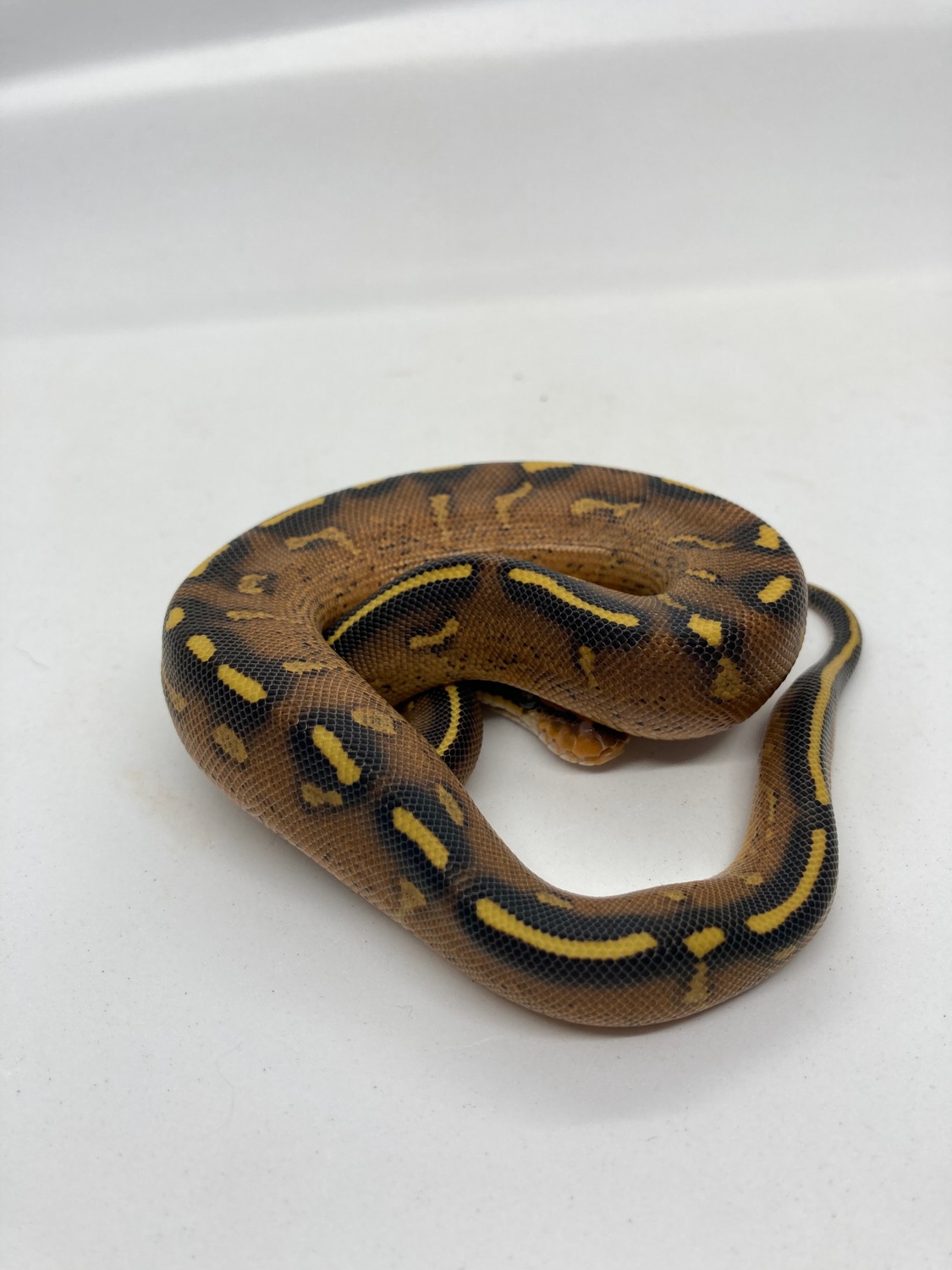 Super Gravel Ball Python by ASM Royal Tails - MorphMarket