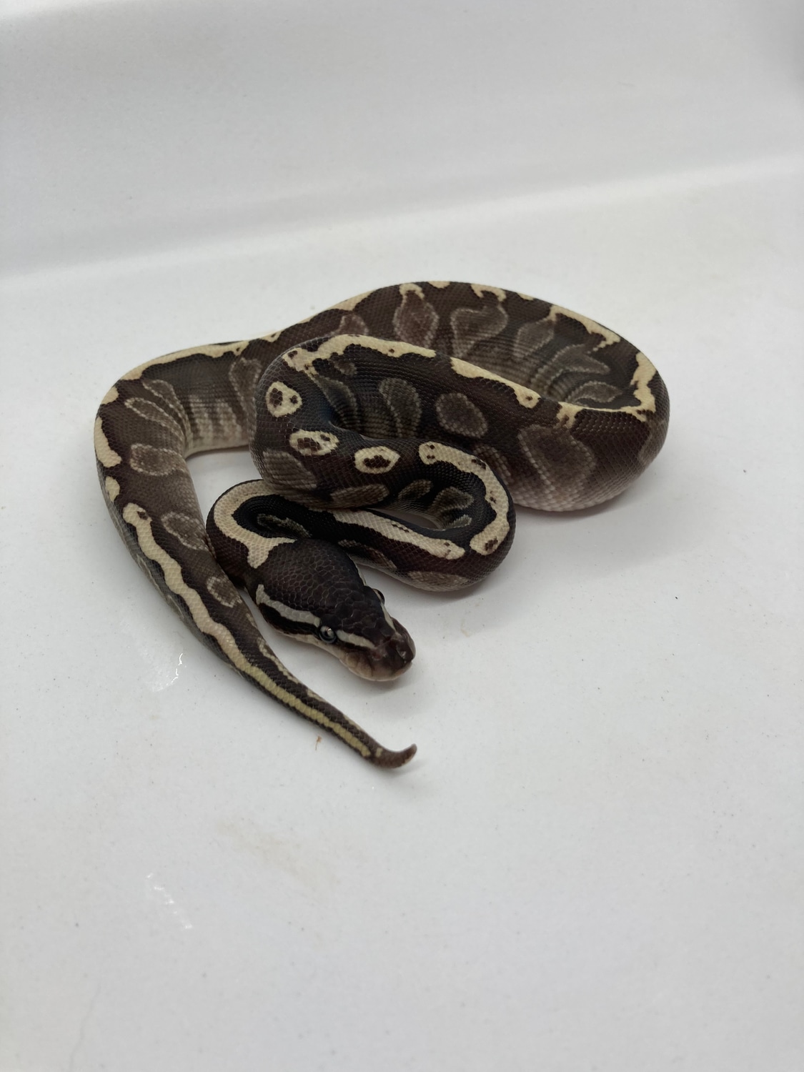 Ghi Lesser Het Gstripe Ball Python by ASM Royal Tails - MorphMarket