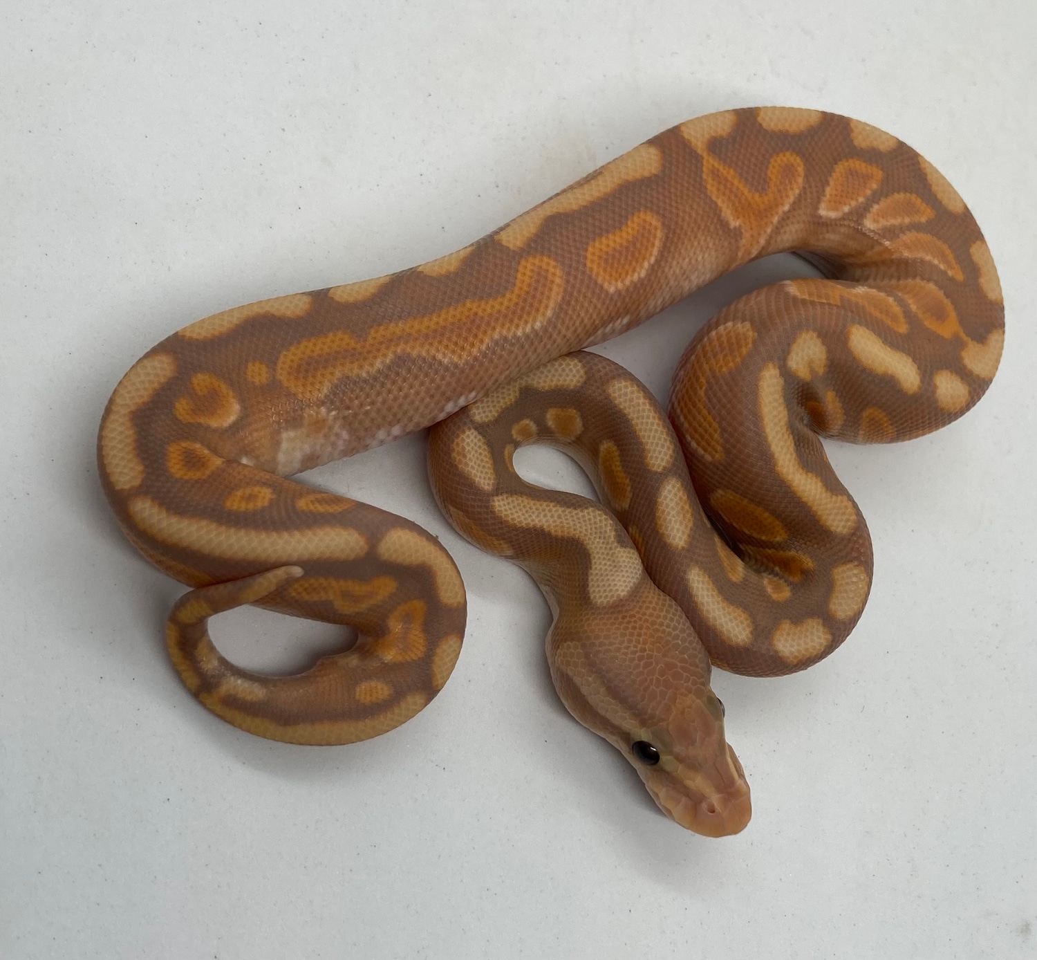 Banana GHI Cinnamon DH Gstripe Clown Ball Python by ASM Royal Tails
