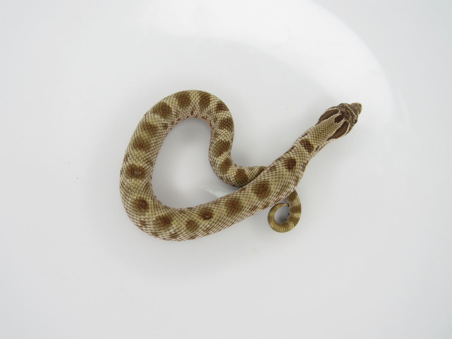 Conda DH Coral Western Hognose by J&C Hognoses, LLC MorphMarket