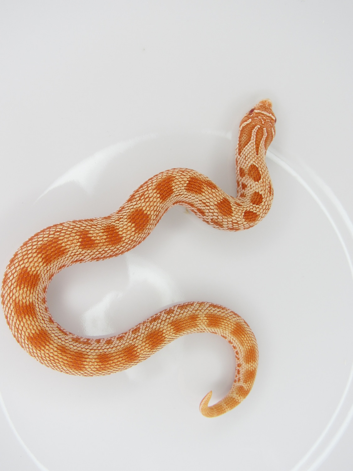 Extreme Red Albino Conda Purple Line Western Hognose By J C Hognoses extreme-red-albino-conda-purple-line-western-hognose-by-j-c-hognoses