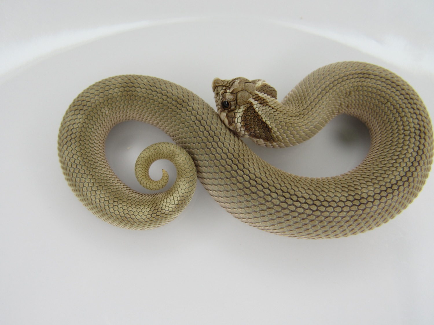 Conda DH Coral Western Hognose by J&C Hognoses, LLC MorphMarket