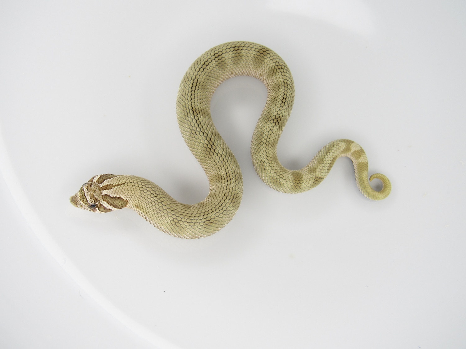 Conda DH Coral Western Hognose by J&C Hognoses, LLC MorphMarket