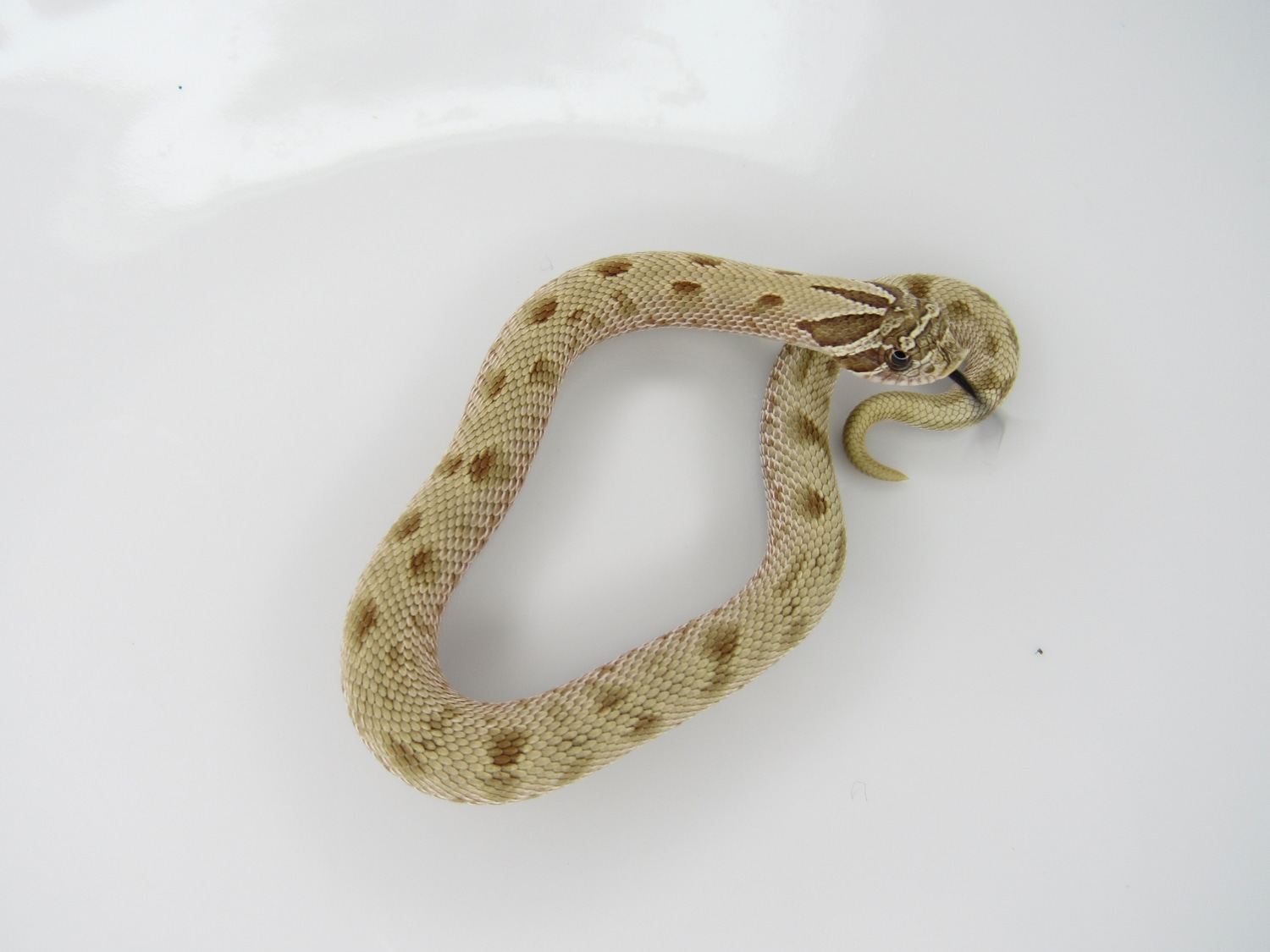 Conda DH Coral Western Hognose by J&C Hognoses, LLC MorphMarket