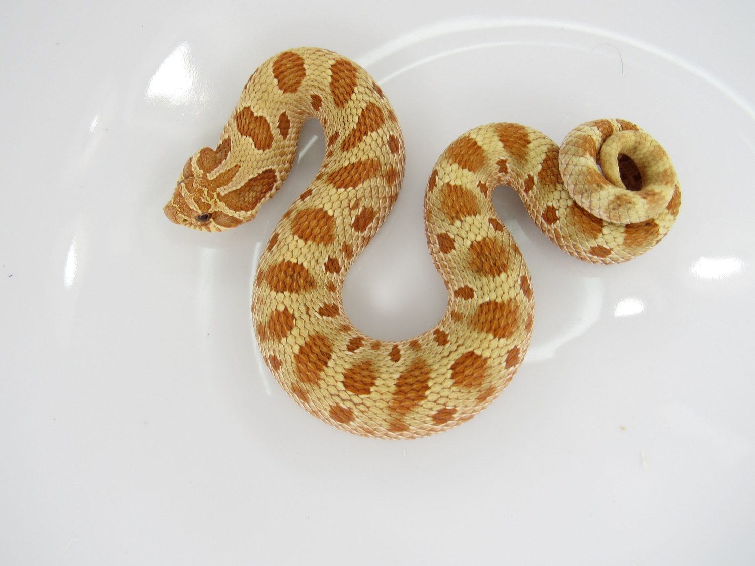 Toffee Conda Cherry Vanilla Western Hognose by J&C Hognoses, LLC