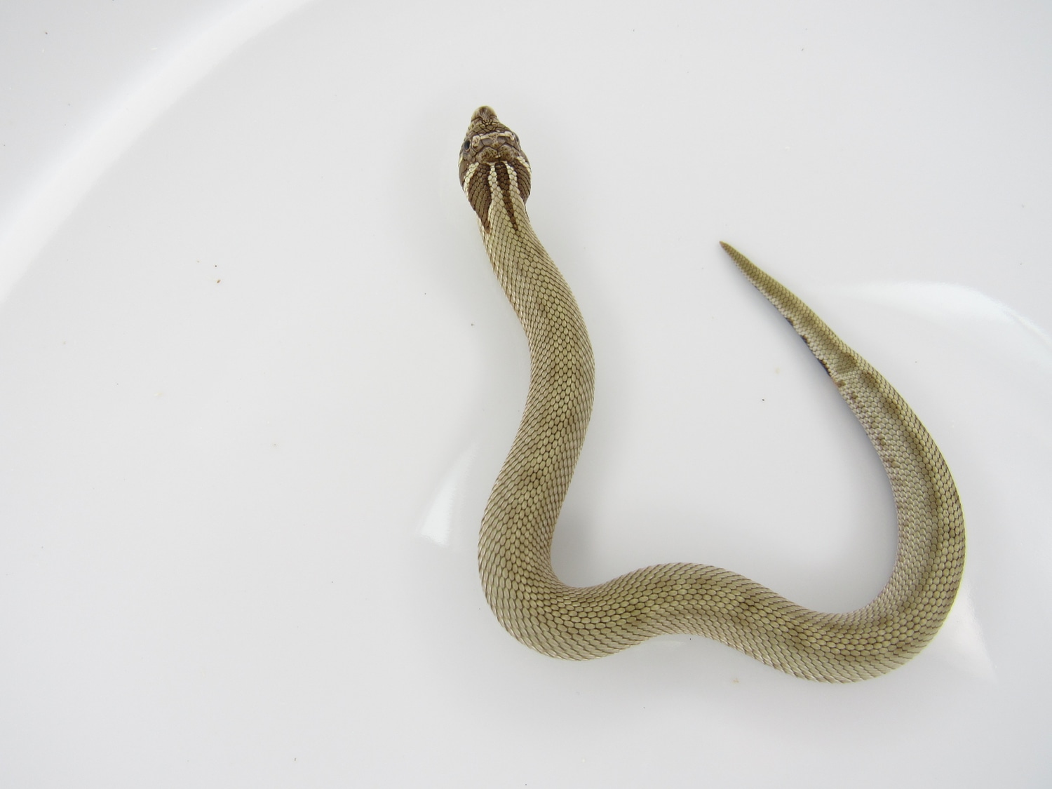 Conda DH Coral Western Hognose by J&C Hognoses, LLC MorphMarket