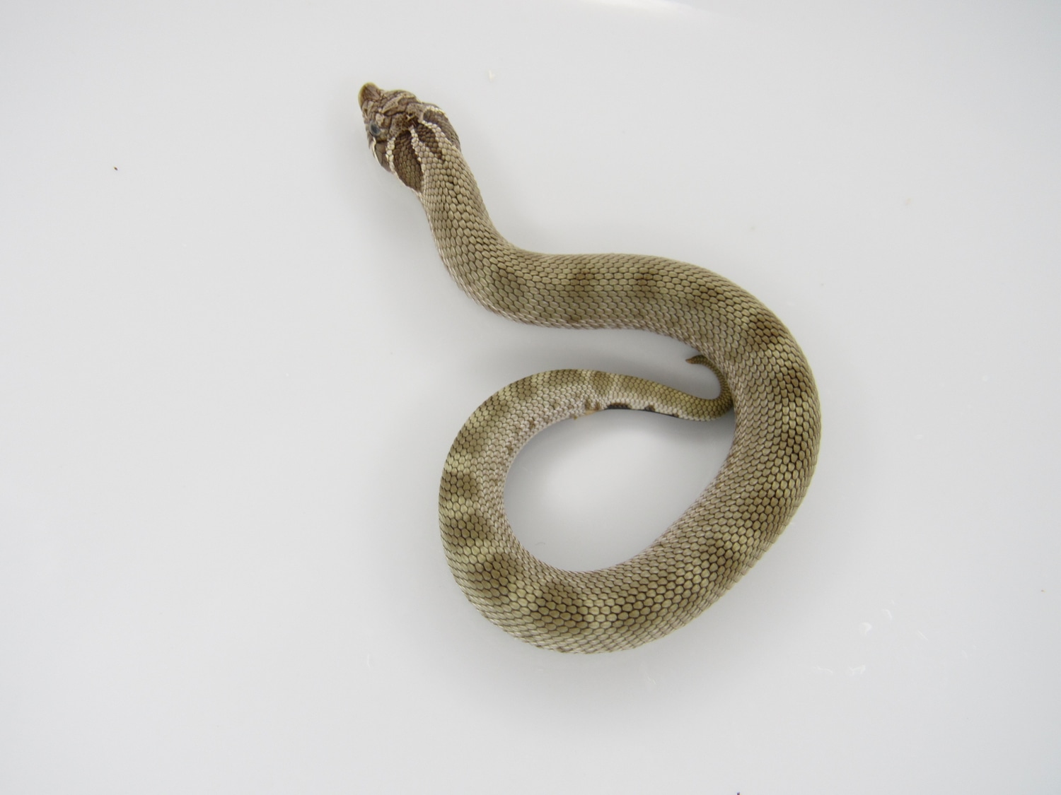 Conda DH Coral Western Hognose by J&C Hognoses, LLC MorphMarket