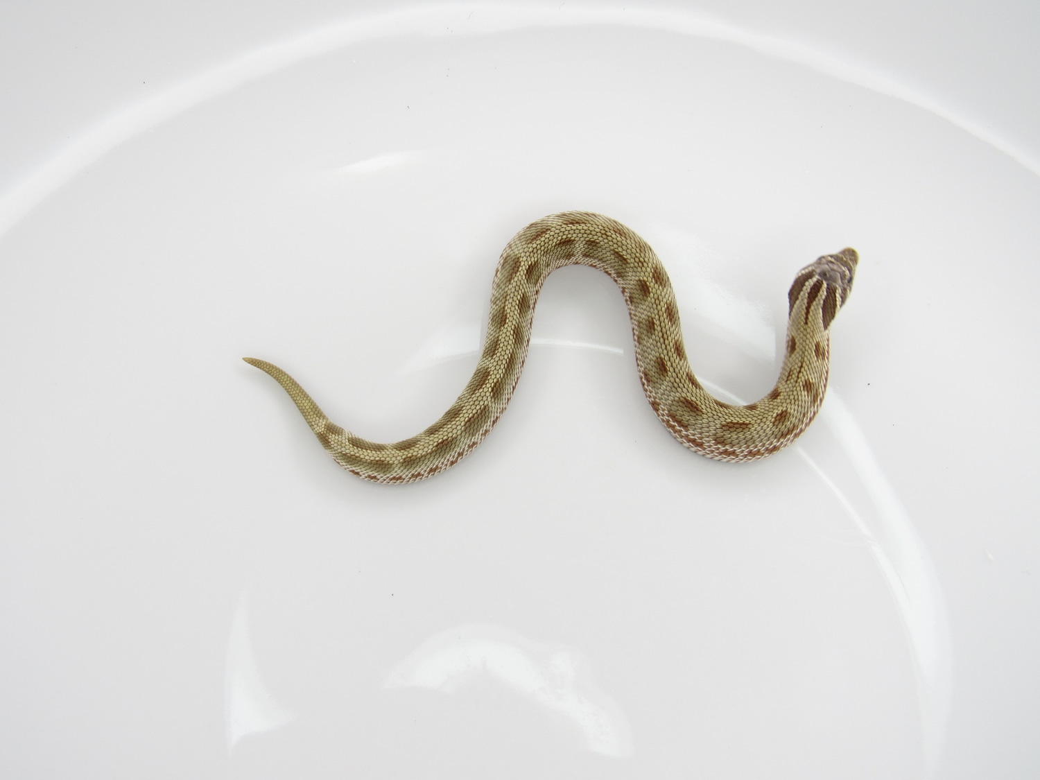 Conda DH Coral Western Hognose by J&C Hognoses, LLC MorphMarket