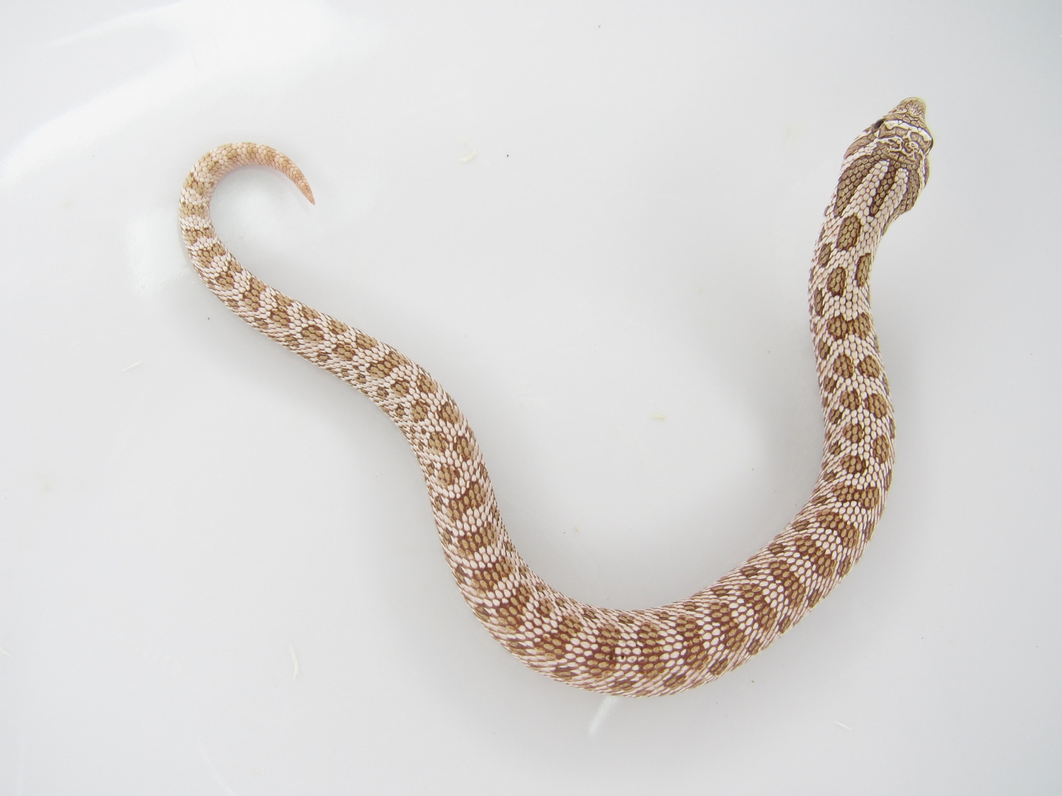 Arctic Toffee Western Hognose by J&C Hognoses, LLC MorphMarket