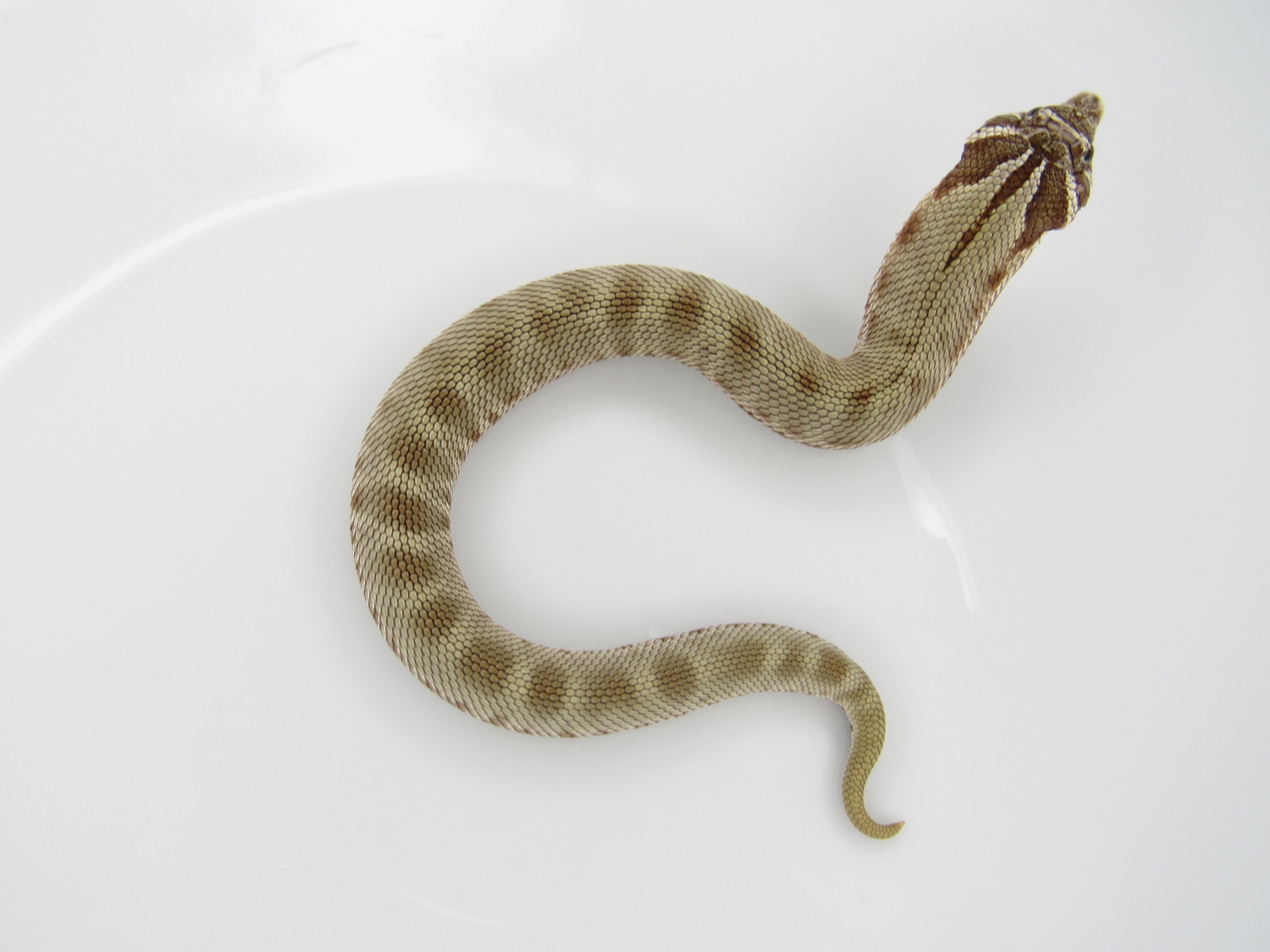 Conda DH Coral Western Hognose by J&C Hognoses, LLC MorphMarket