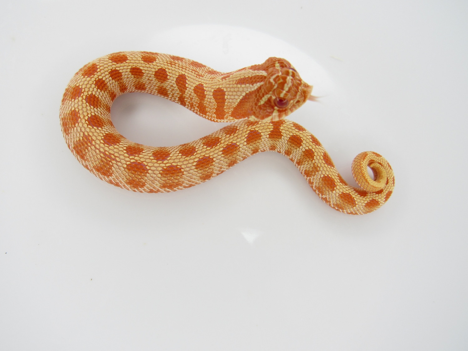 Extreme Red Albino Purple Line Conda Tiger Western Hognose By J C extreme-red-albino-purple-line-conda-tiger-western-hognose-by-j-c