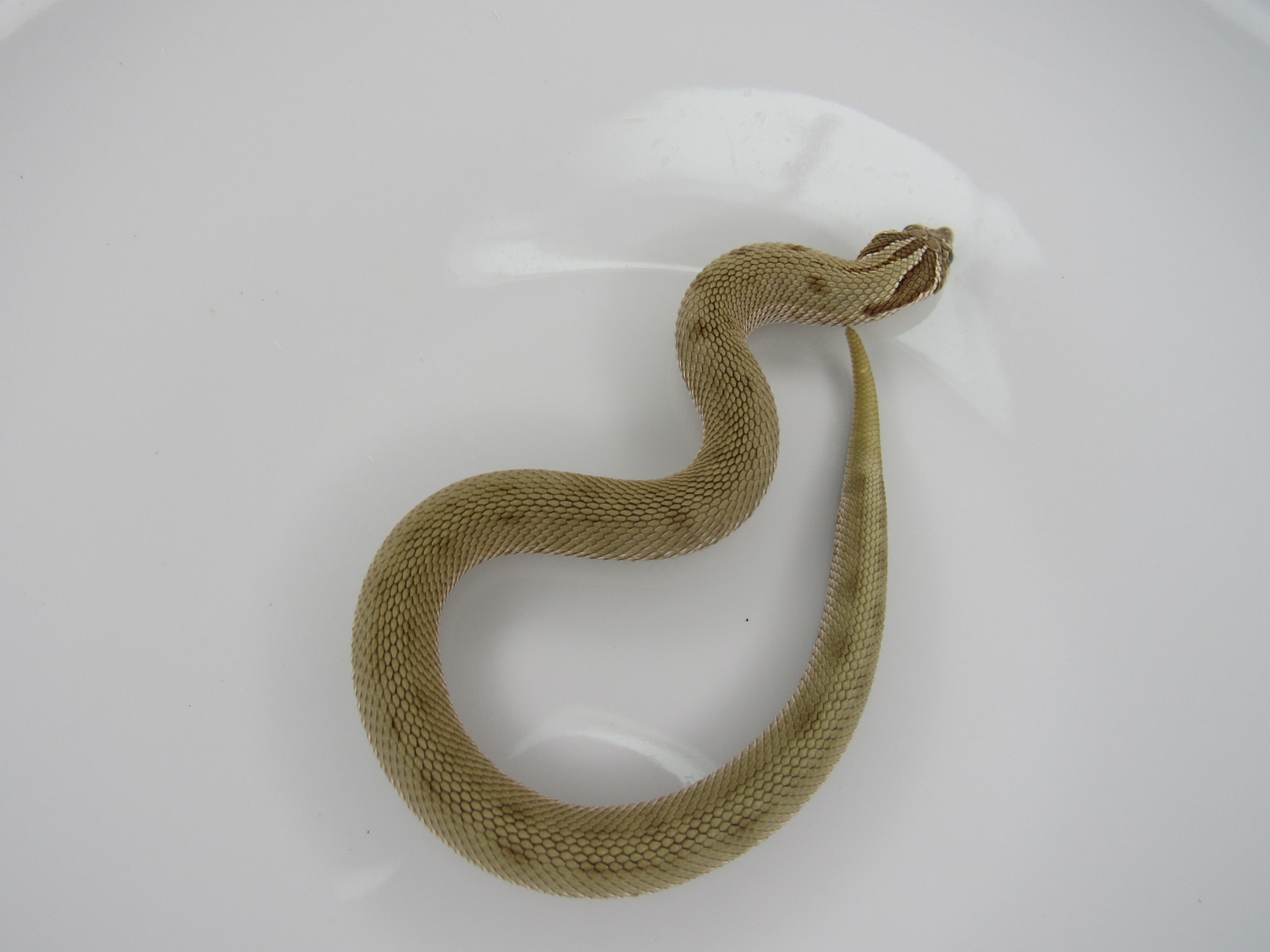 Conda DH Coral Western Hognose by J&C Hognoses, LLC MorphMarket