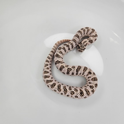 Super Arctic DH Sable / Toffee Western Hognose