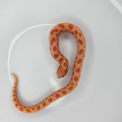 Sunburst Conda Western Hognose