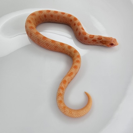 Arctic Sunburst Conda (Red Rocket) Western Hognose