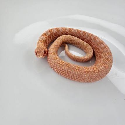 Arctic Sunburst Conda (Red Rocket) Western Hognose
