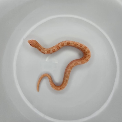 Arctic Sunburst Conda (Red Rocket) Western Hognose