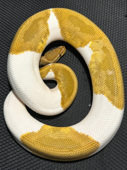 1.0 Carmel Albino Pied Ball Python by Rack city reptiles