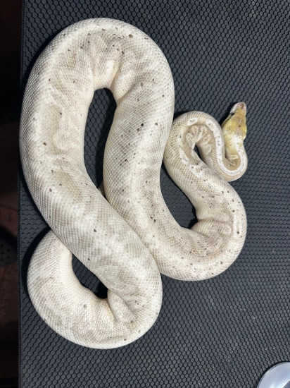 Cinny Sugar Ball Python 0.1 Huge Bamboo HGW Cinny YB RTB Ball Python by Rack city reptiles