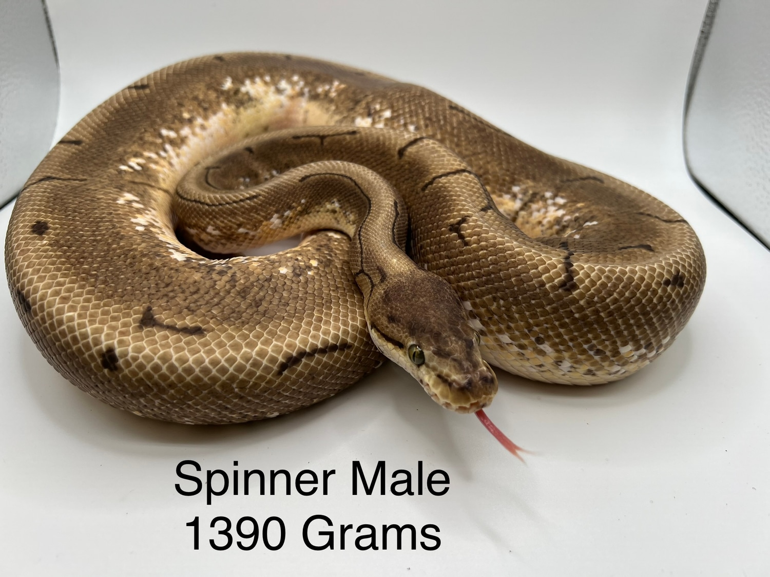 Spinner Ball Python by Zep’s pythons - MorphMarket