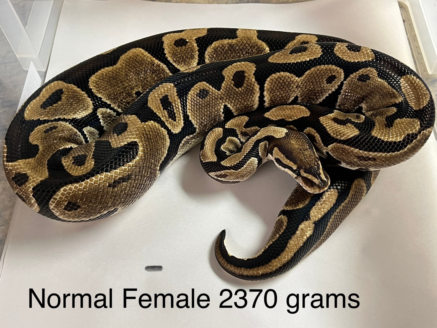 Normal Ball Python by Zep’s pythons - MorphMarket