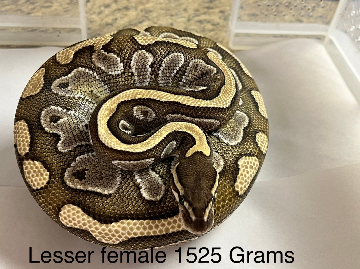Lesser Ball Python by Zep’s pythons - MorphMarket