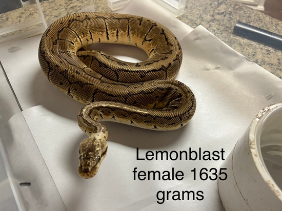 Lemon Blast Ball Python by Zep’s pythons