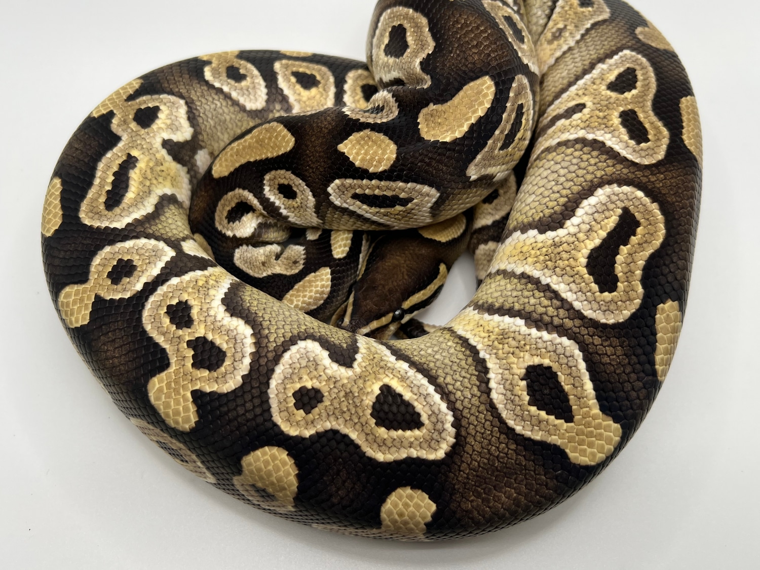 Mojave Yellow Belly Ball Python by Zep’s pythons MorphMarket