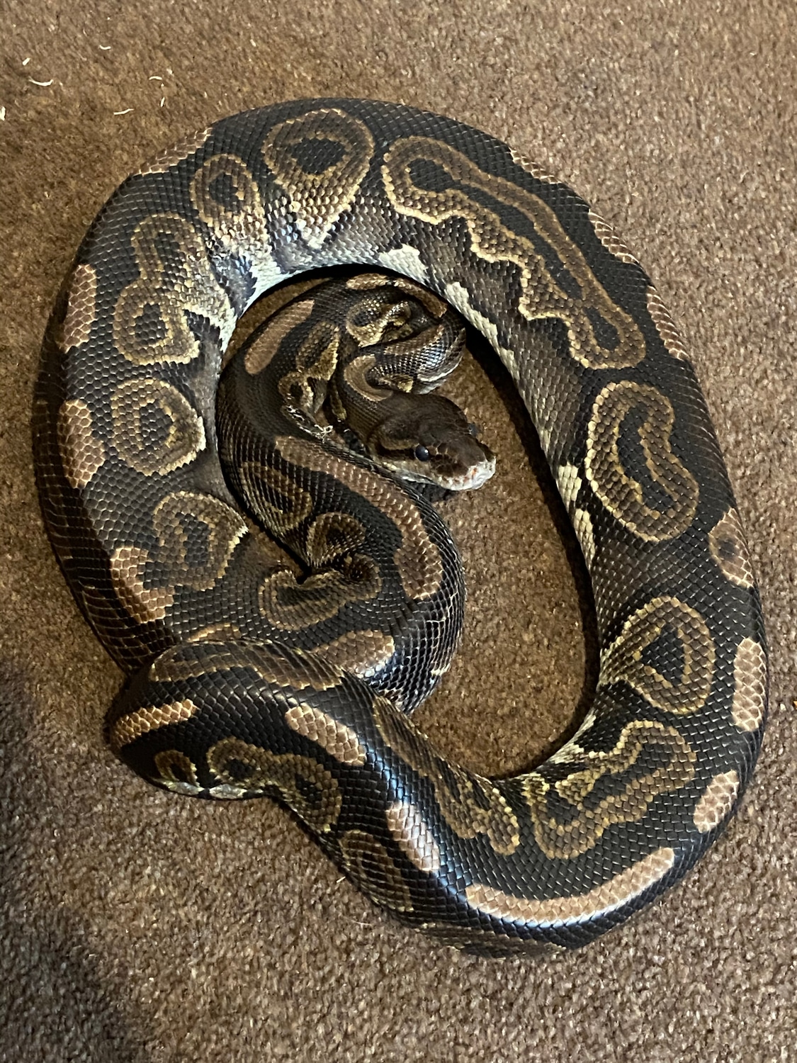 Cinnamon Ball Python by Fleming Constrictors - MorphMarket