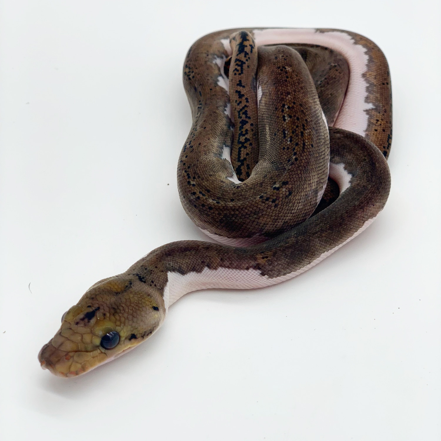 Pied Female Low White Reticulated Python by J&M Reptiles - MorphMarket
