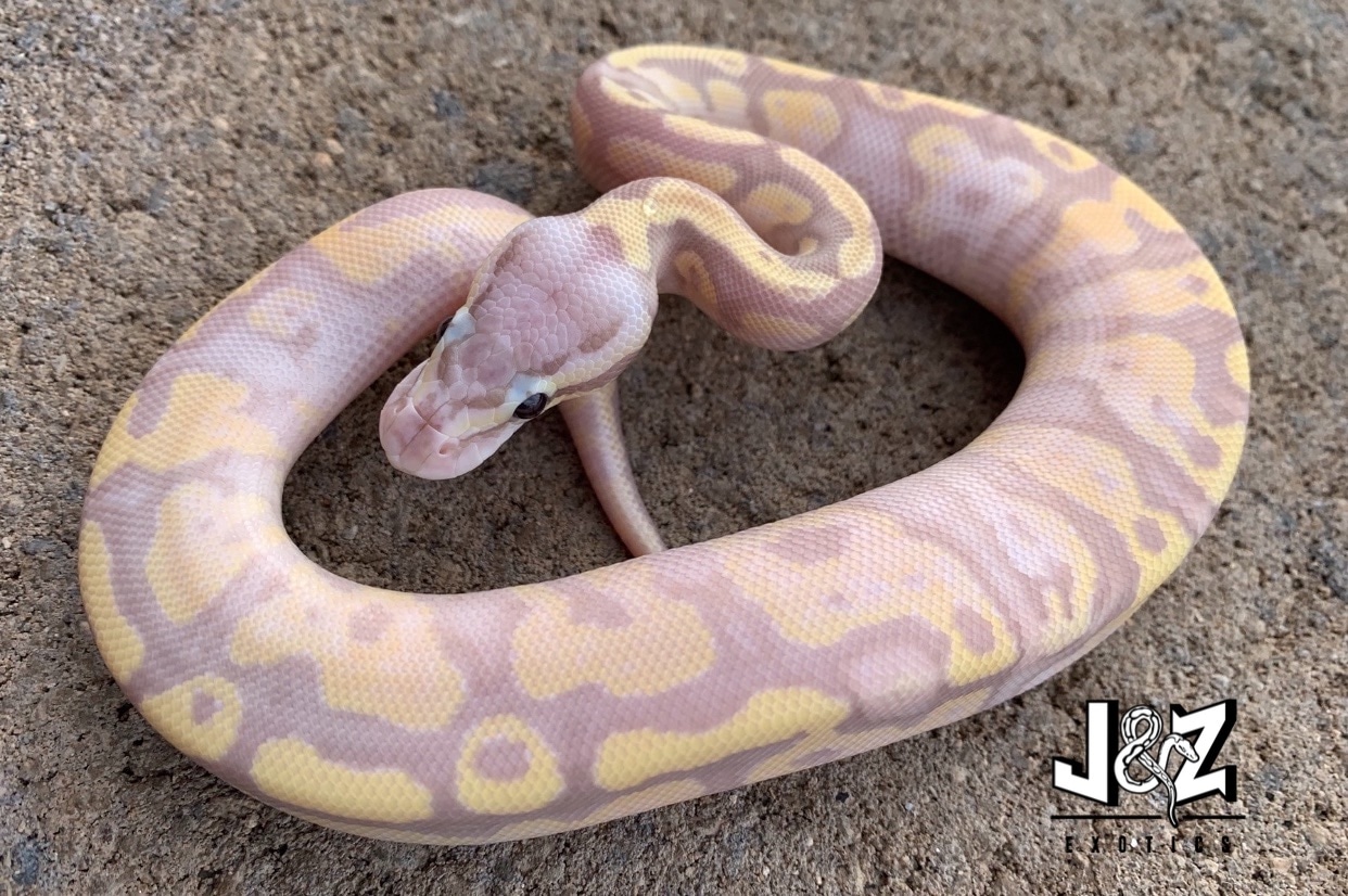 Pastel Banana Fire Yellow Belly Ball Python by J & Z’s Exotics