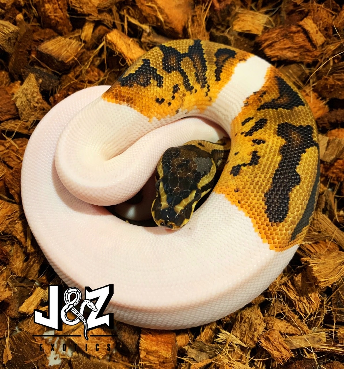Pumpkin Pied Yellow Belly Pied Ball Python by J & Z’s Exotics - MorphMarket