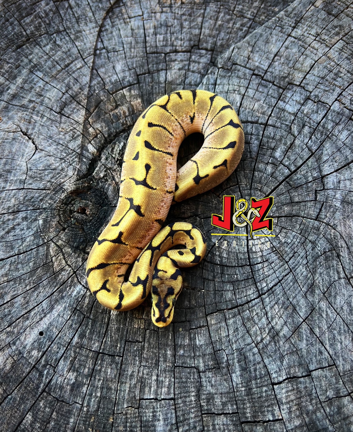 Het Desert Ghost Enchi Spider Ball Python by J & Z’s Exotics - MorphMarket
