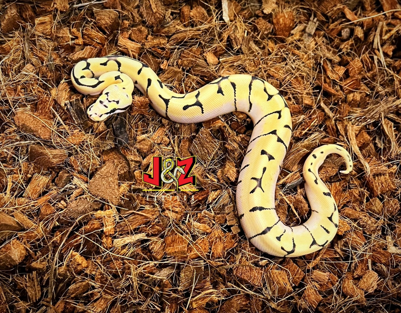 Desert Ghost Enchi Super Pastel Spider Ball Python by J & Z’s Exotics ...