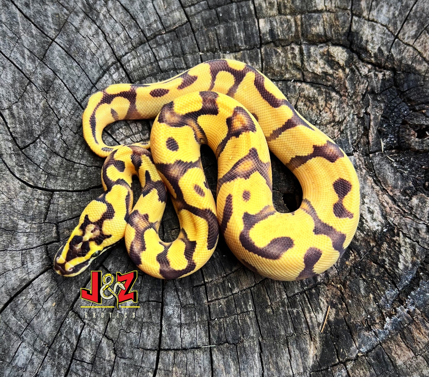 Super Enchi Yellow Belly Asphalt Ball Python by J & Z’s Exotics