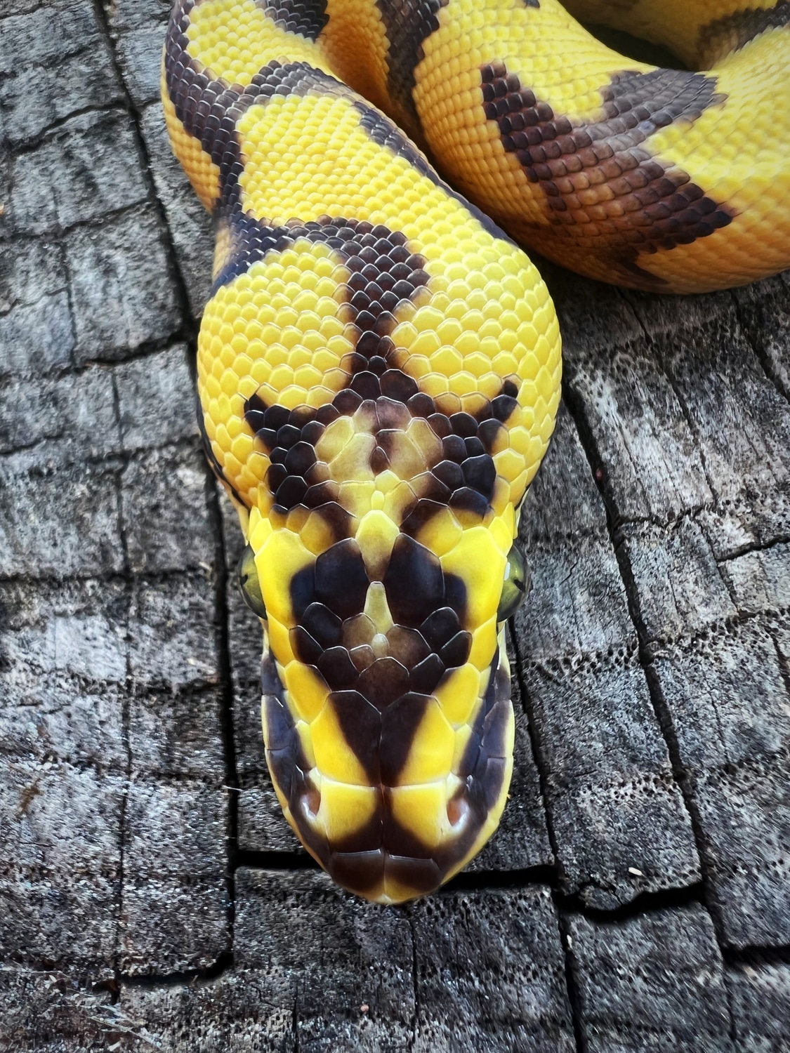 Super Enchi Asphalt Ball Python by J & Z’s Exotics MorphMarket