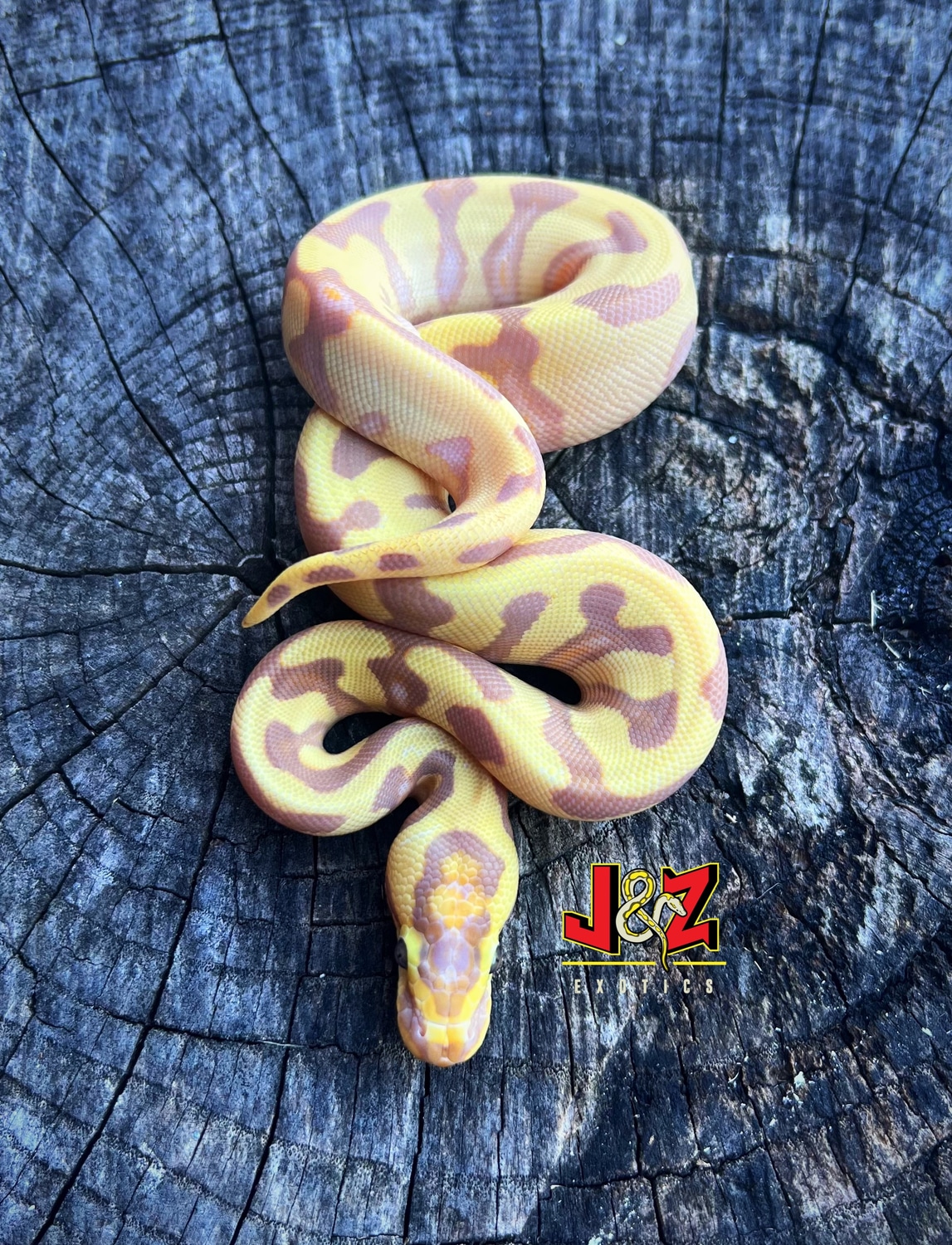 Super Enchi Banana Asphalt Yellow Belly Ball Python by J & Z’s Exotics