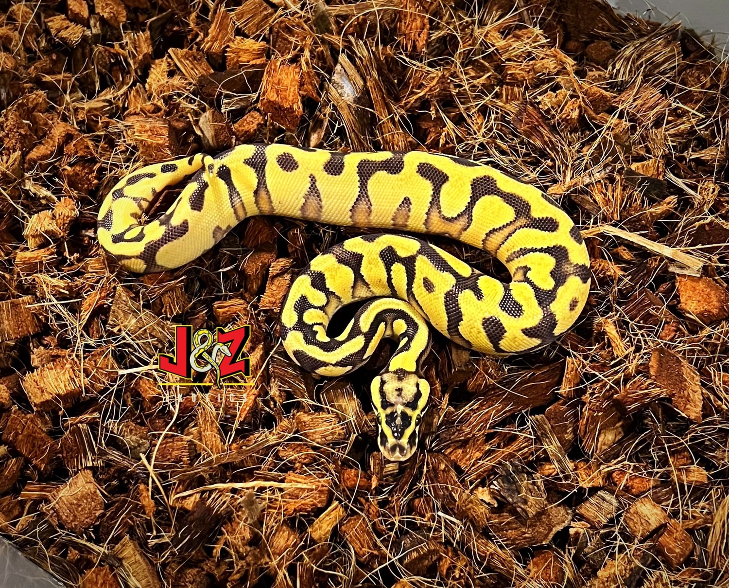 Pastel Super Enchi Asphalt Or Yellow Belly Ball Python by J & Z’s