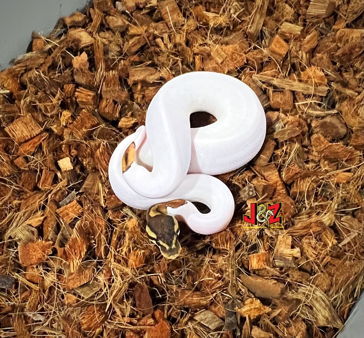 Cinnamon Yellow Belly Pied Ball Python by J & Z’s Exotics - MorphMarket