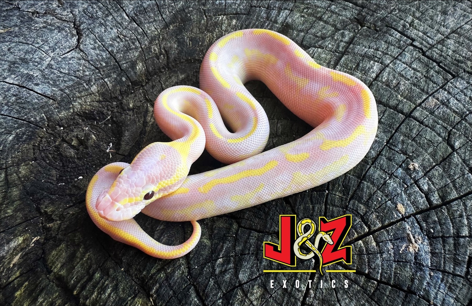 Super Banana Asphalt Yellow Belly ****Free Shipping**** Ball Python by