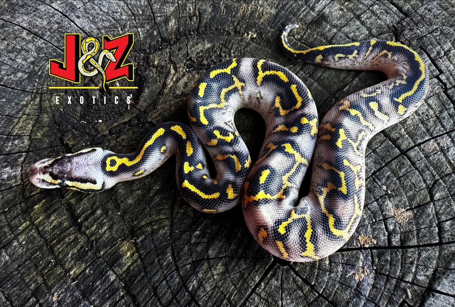 Pastel Super Gravel ****Free Shipping**** Ball Python by J & Z’s ...