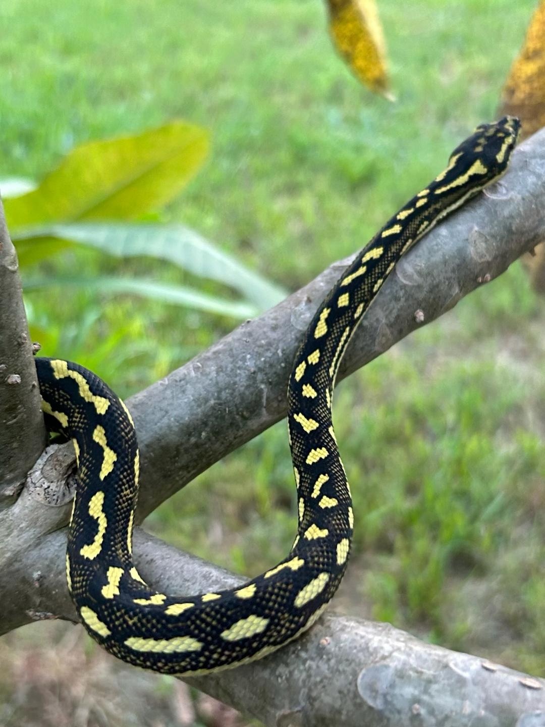 Gamma DJJ Sibling Jungle Carpet Python by Beachside Chameleons