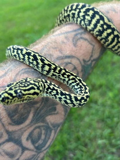 Gamma Zebra Jag Sibling Jungle Carpet Python by Beachside Chameleons