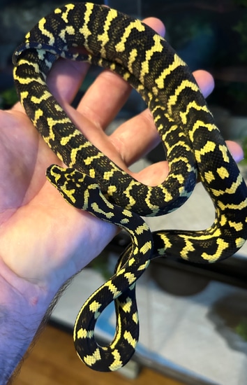 High Yellow Jungle Carpet Python by Beachside Chameleons